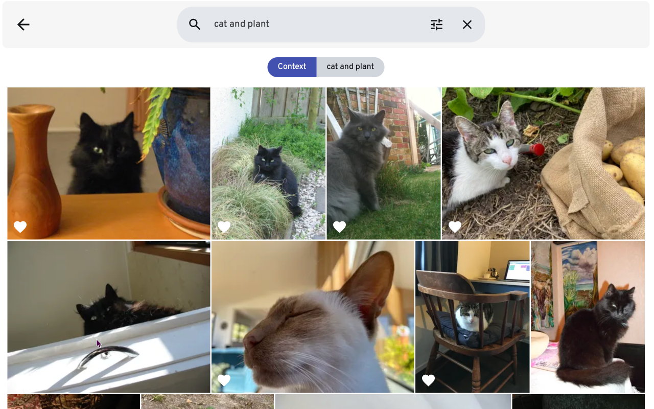 Immich screenshot showing search results for "cat and plant"